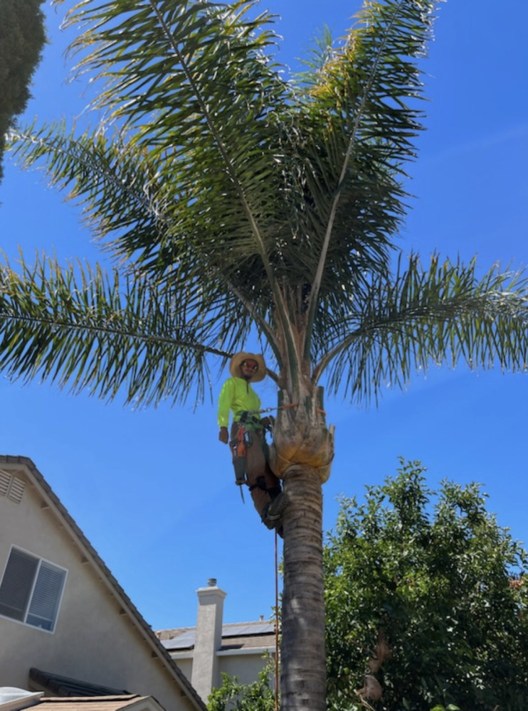 Read more about Meet JP, Owner of JP’s Palms Trimming in Tracy